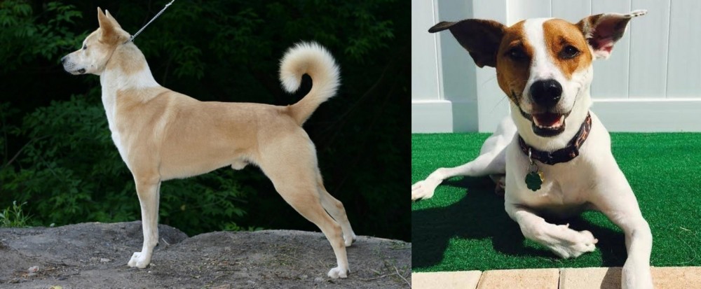 Feist vs Canaan Dog - Breed Comparison