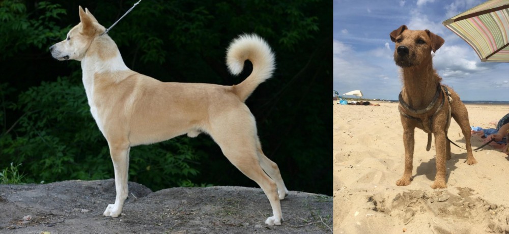Fell Terrier vs Canaan Dog - Breed Comparison