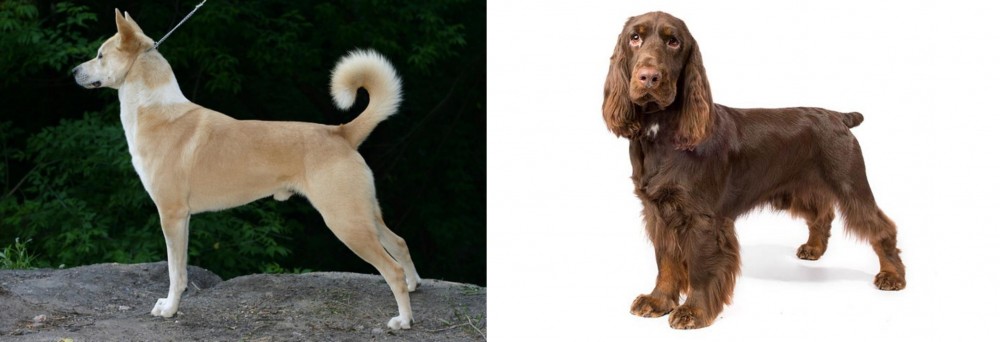 Field Spaniel vs Canaan Dog - Breed Comparison