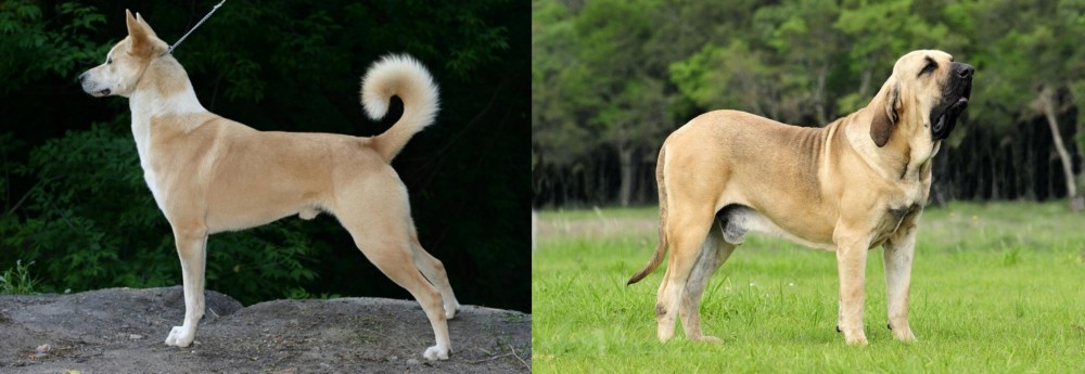 Fila Brasileiro vs Canaan Dog - Breed Comparison