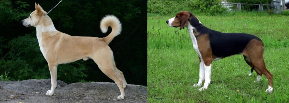 Finnish Hound vs Canaan Dog - Breed Comparison