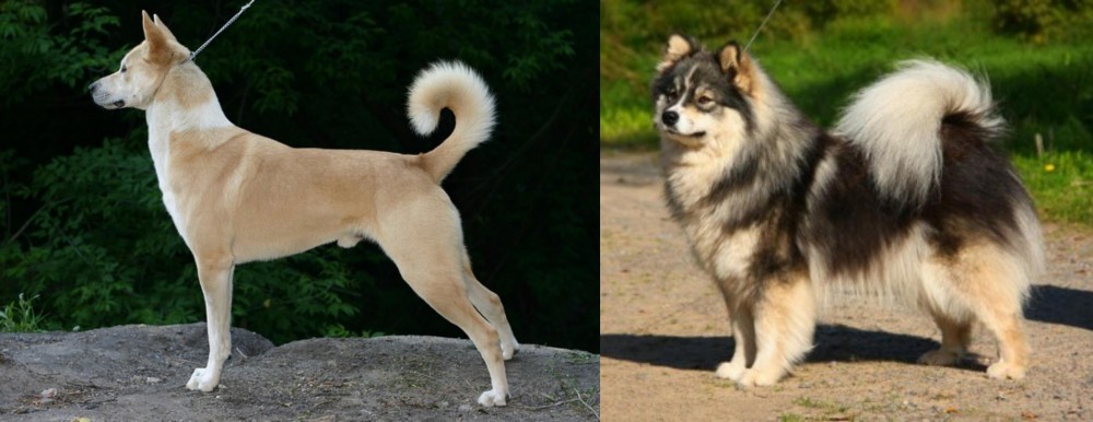 Finnish Lapphund vs Canaan Dog - Breed Comparison