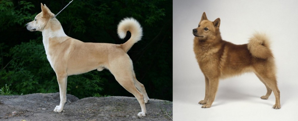 Finnish Spitz vs Canaan Dog - Breed Comparison