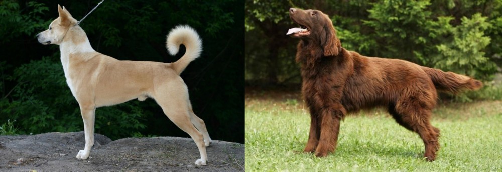 Flat-Coated Retriever vs Canaan Dog - Breed Comparison