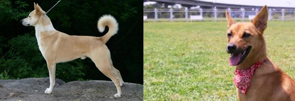 Formosan Mountain Dog vs Canaan Dog - Breed Comparison