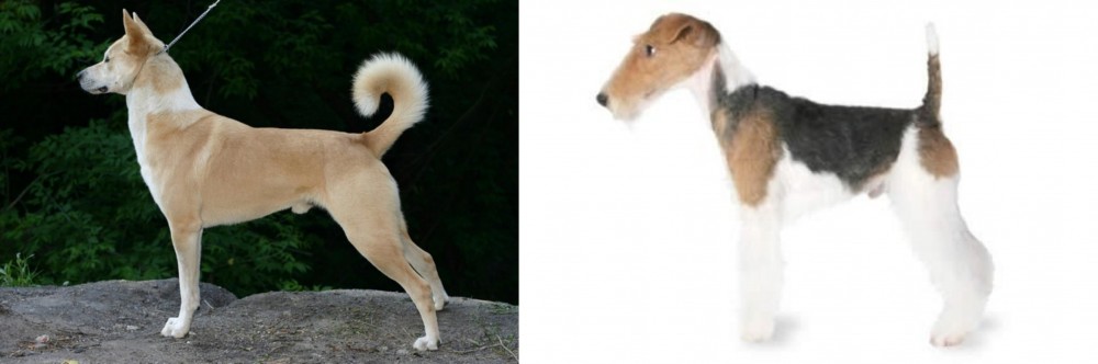 Fox Terrier vs Canaan Dog - Breed Comparison