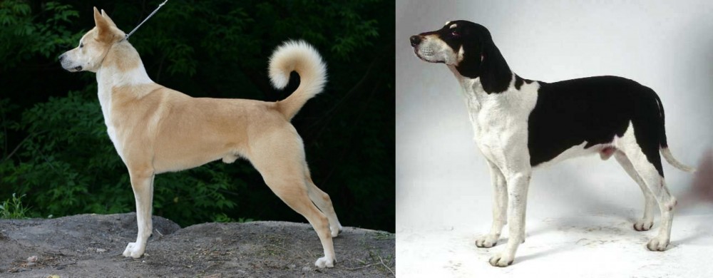 Francais Blanc et Noir vs Canaan Dog - Breed Comparison