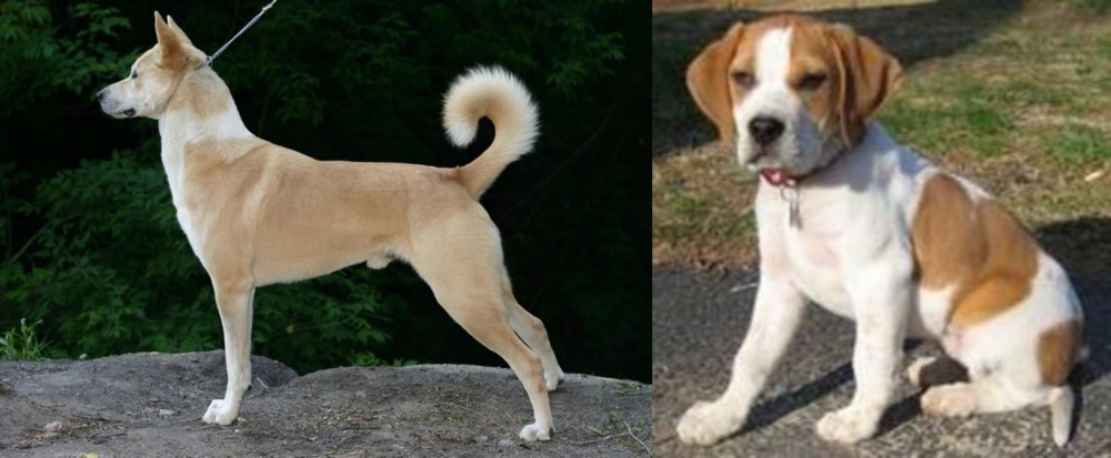 Francais Blanc et Orange vs Canaan Dog - Breed Comparison