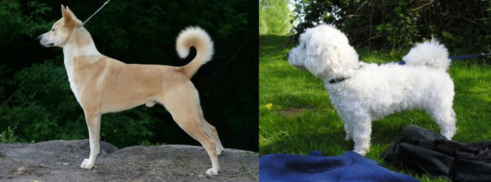 Franzuskaya Bolonka vs Canaan Dog - Breed Comparison