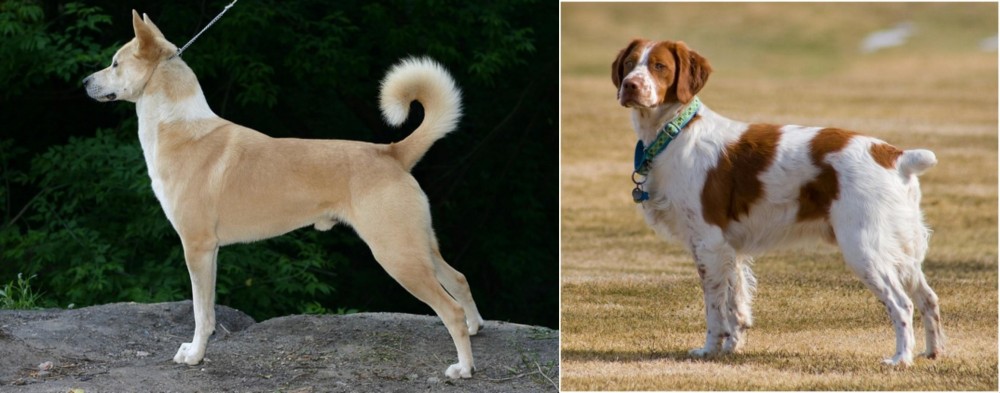 French Brittany vs Canaan Dog - Breed Comparison