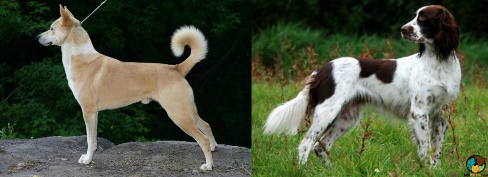 French Spaniel vs Canaan Dog - Breed Comparison