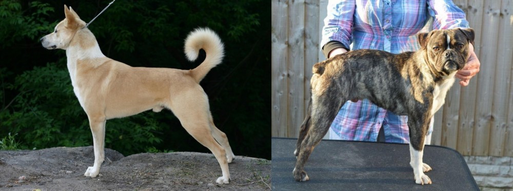 Fruggle vs Canaan Dog - Breed Comparison