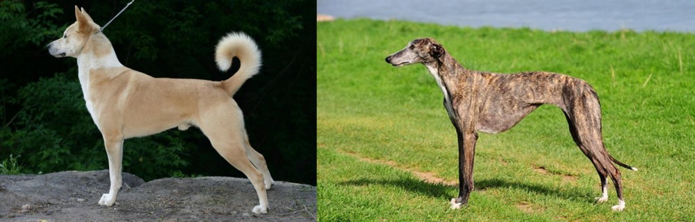 Galgo Espanol vs Canaan Dog - Breed Comparison