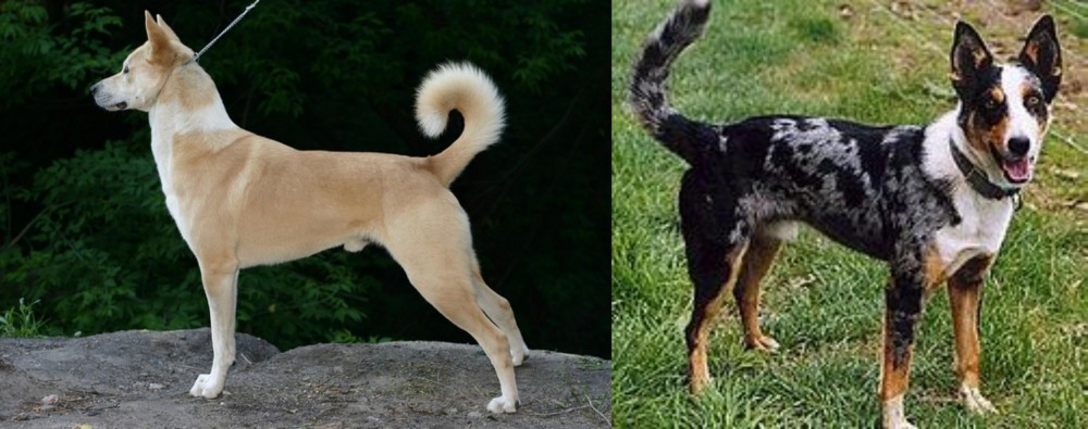 German Coolie vs Canaan Dog - Breed Comparison