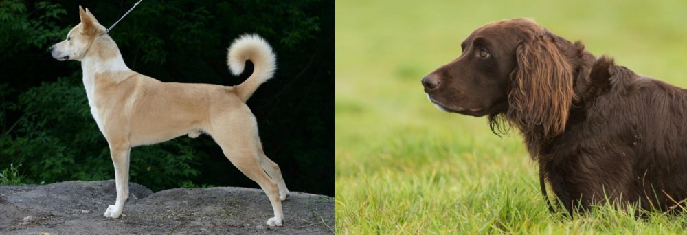 German Longhaired Pointer vs Canaan Dog - Breed Comparison