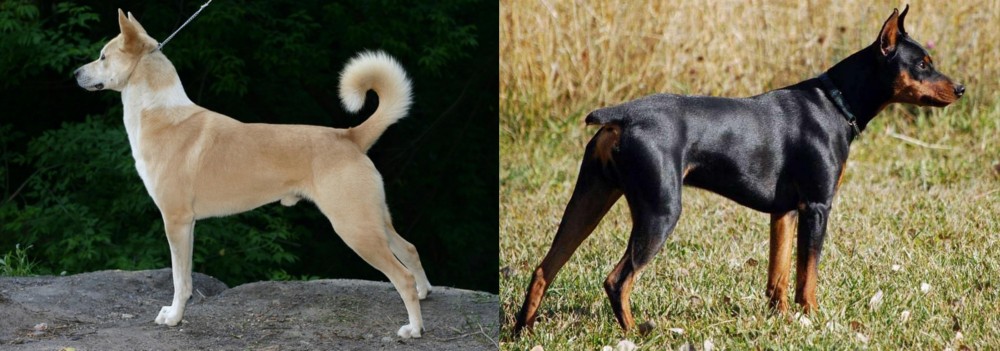 German Pinscher vs Canaan Dog - Breed Comparison