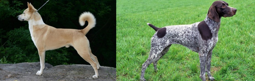 German Shorthaired Pointer vs Canaan Dog - Breed Comparison