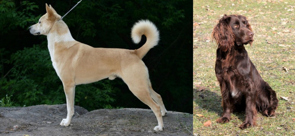 German Spaniel vs Canaan Dog - Breed Comparison