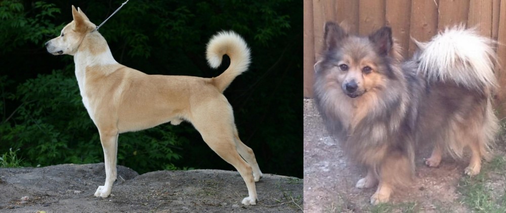 German Spitz (Mittel) vs Canaan Dog - Breed Comparison