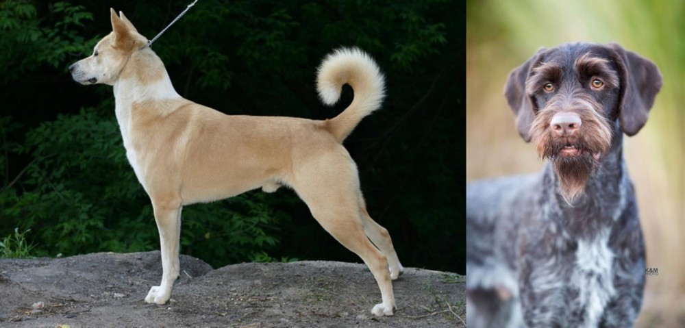 German Wirehaired Pointer vs Canaan Dog - Breed Comparison