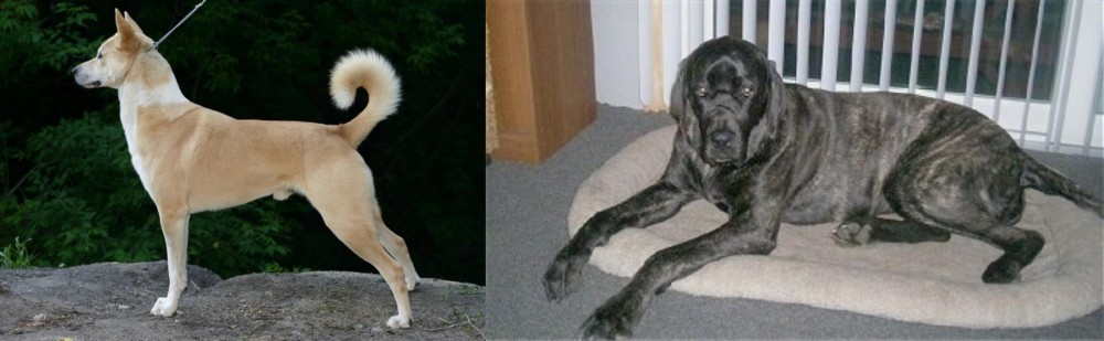 Giant Maso Mastiff vs Canaan Dog - Breed Comparison