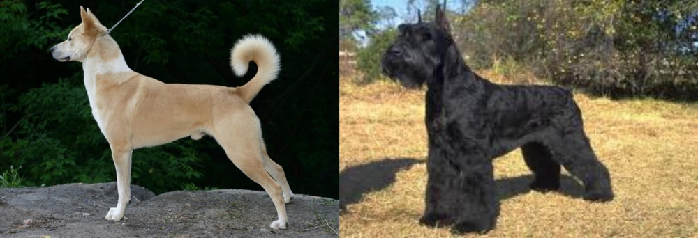 Giant Schnauzer vs Canaan Dog - Breed Comparison