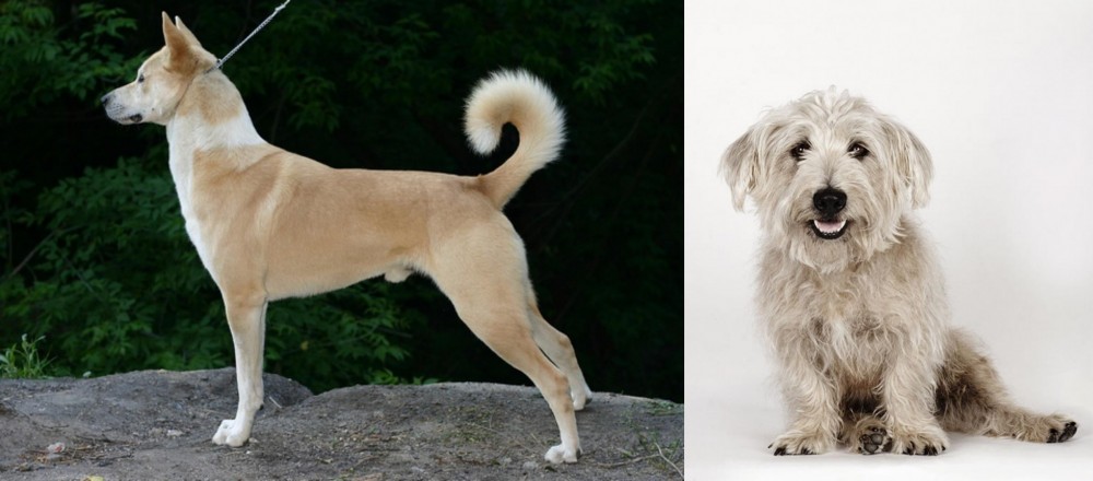 Glen of Imaal Terrier vs Canaan Dog - Breed Comparison