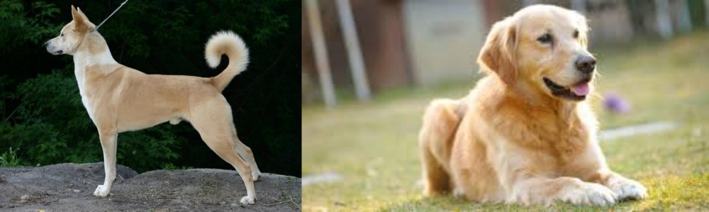 Goldador vs Canaan Dog - Breed Comparison