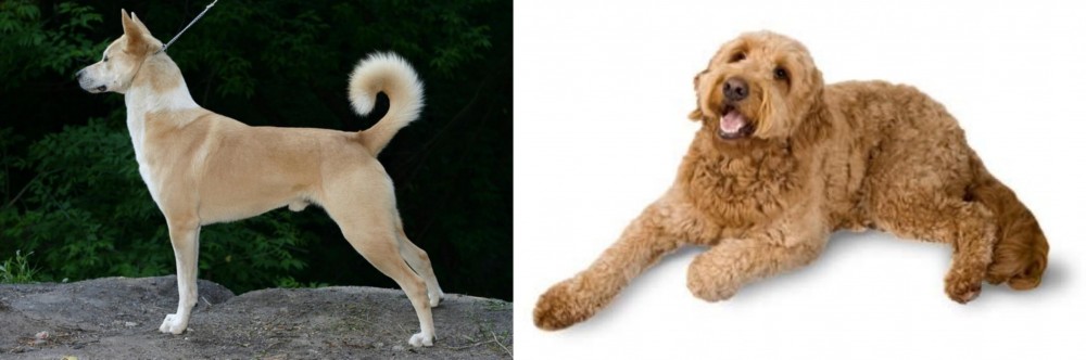 Golden Doodle vs Canaan Dog - Breed Comparison