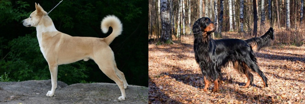 Gordon Setter vs Canaan Dog - Breed Comparison