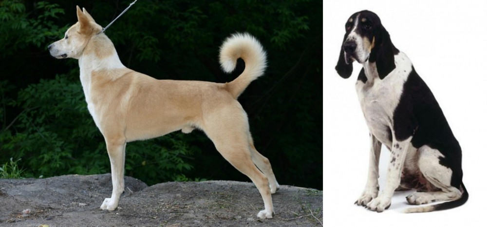 Grand Anglo-Francais Blanc et Noir vs Canaan Dog - Breed Comparison