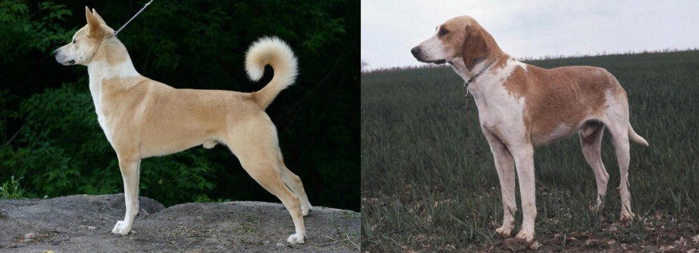 Grand Anglo-Francais Blanc et Orange vs Canaan Dog - Breed Comparison