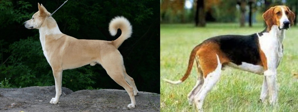 Grand Anglo-Francais Tricolore vs Canaan Dog - Breed Comparison