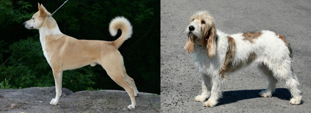 Grand Basset Griffon Vendeen vs Canaan Dog - Breed Comparison