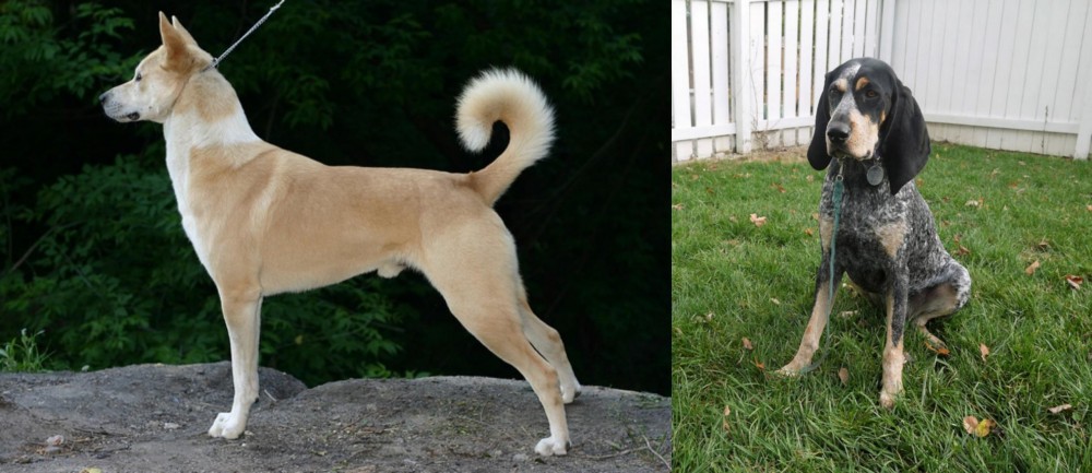 Grand Bleu de Gascogne vs Canaan Dog - Breed Comparison