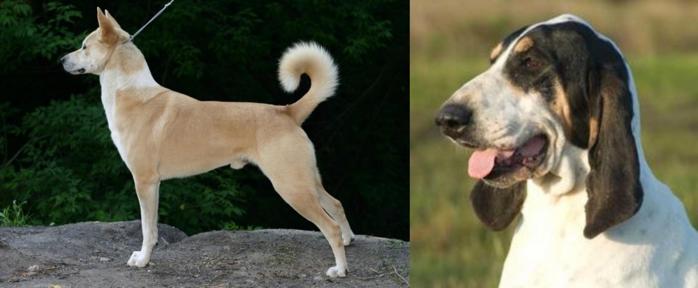 Grand Gascon Saintongeois vs Canaan Dog - Breed Comparison