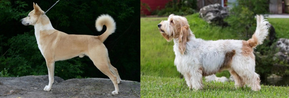 Grand Griffon Vendeen vs Canaan Dog - Breed Comparison