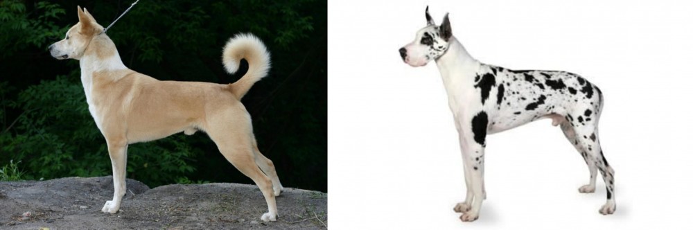 Great Dane vs Canaan Dog - Breed Comparison