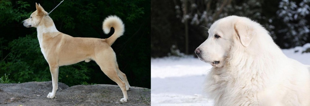Great Pyrenees vs Canaan Dog - Breed Comparison