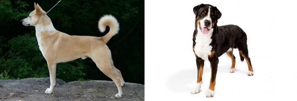 Greater Swiss Mountain Dog vs Canaan Dog - Breed Comparison