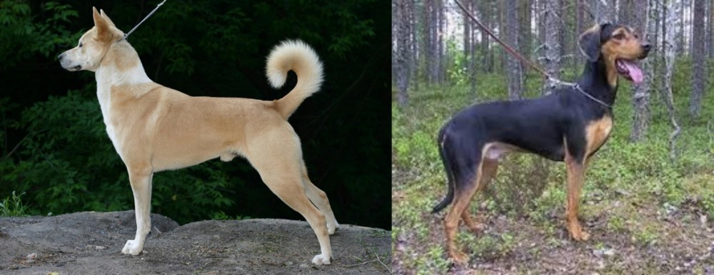 Greek Harehound vs Canaan Dog - Breed Comparison