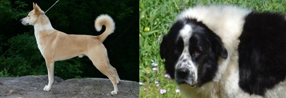Greek Sheepdog vs Canaan Dog - Breed Comparison