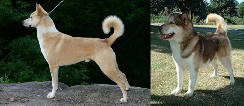 Greenland Dog vs Canaan Dog - Breed Comparison
