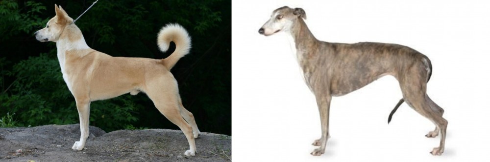 Greyhound vs Canaan Dog - Breed Comparison