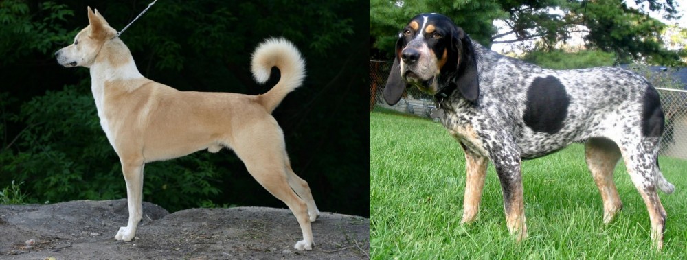 Griffon Bleu de Gascogne vs Canaan Dog - Breed Comparison