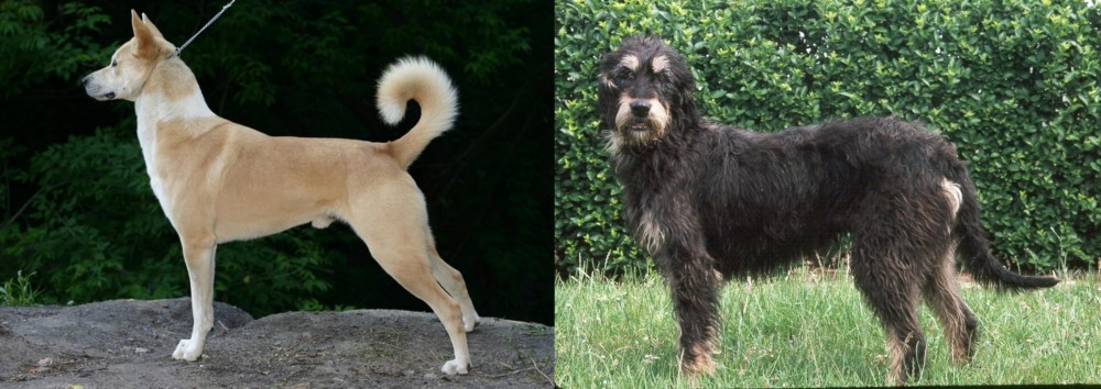Griffon Nivernais vs Canaan Dog - Breed Comparison