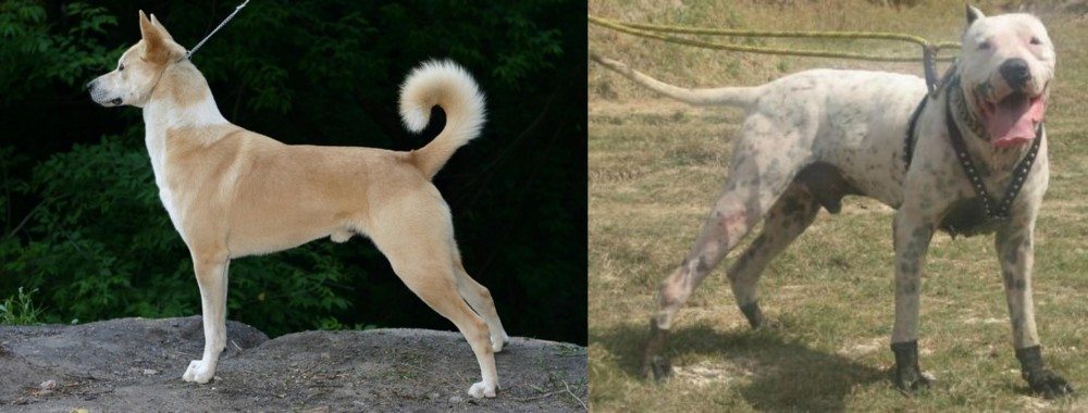 Gull Dong vs Canaan Dog - Breed Comparison