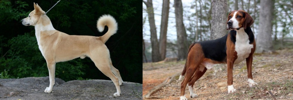 Hamiltonstovare vs Canaan Dog - Breed Comparison