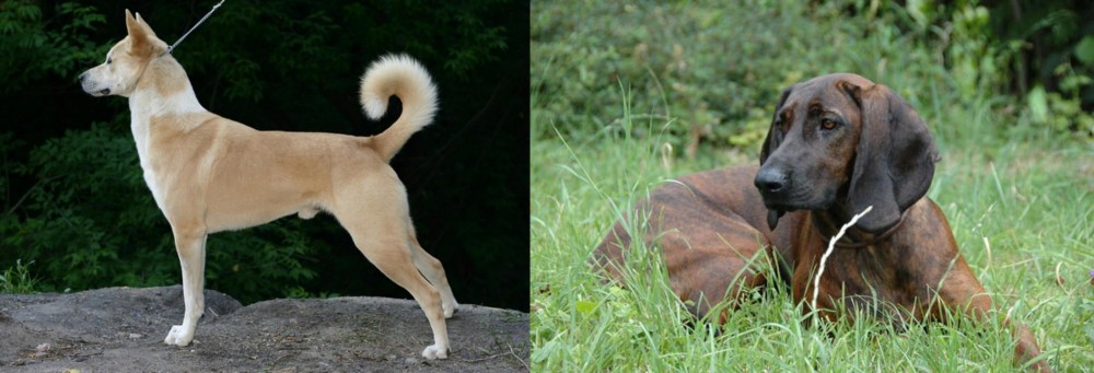 Hanover Hound vs Canaan Dog - Breed Comparison