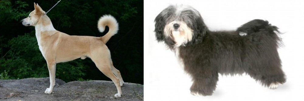 Havanese vs Canaan Dog - Breed Comparison